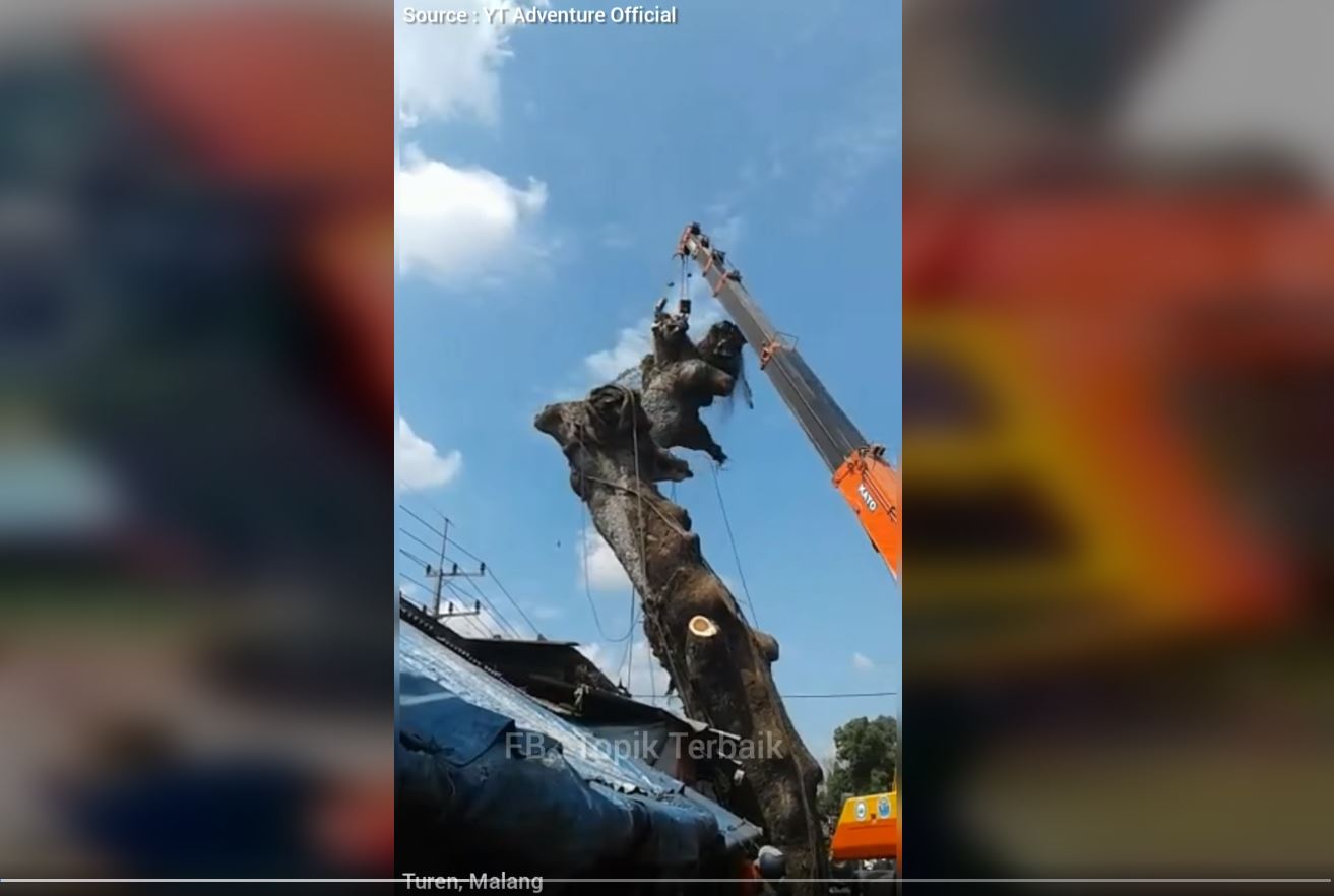 Video Detik - detik Crane Terbalik Karena Tak Kuat Angkat Potongan Pohon